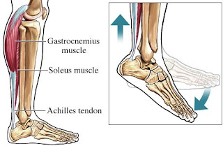 Achilles Tendinitis Prevention For Marathoners and Triathletes | Sports ...