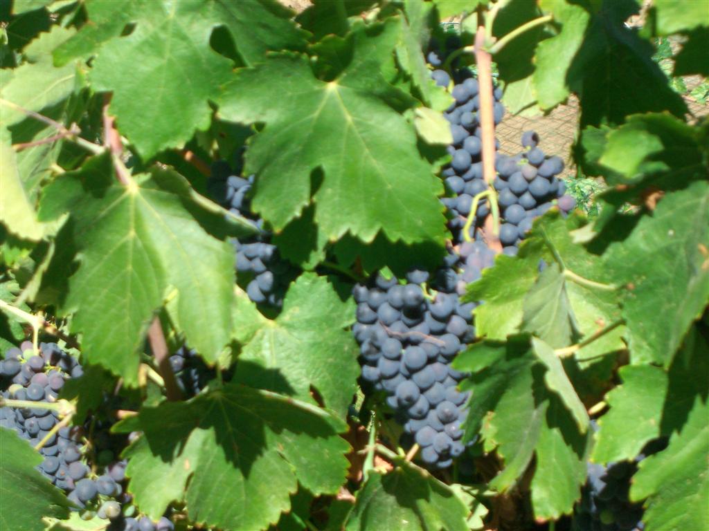 HD Wines Final Vineyard Sanity Check