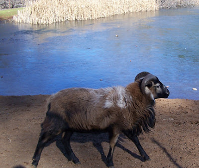 Moon Stars and Paper: Animals in Fur Coats