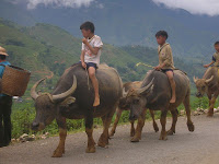 Sapa Vietnam