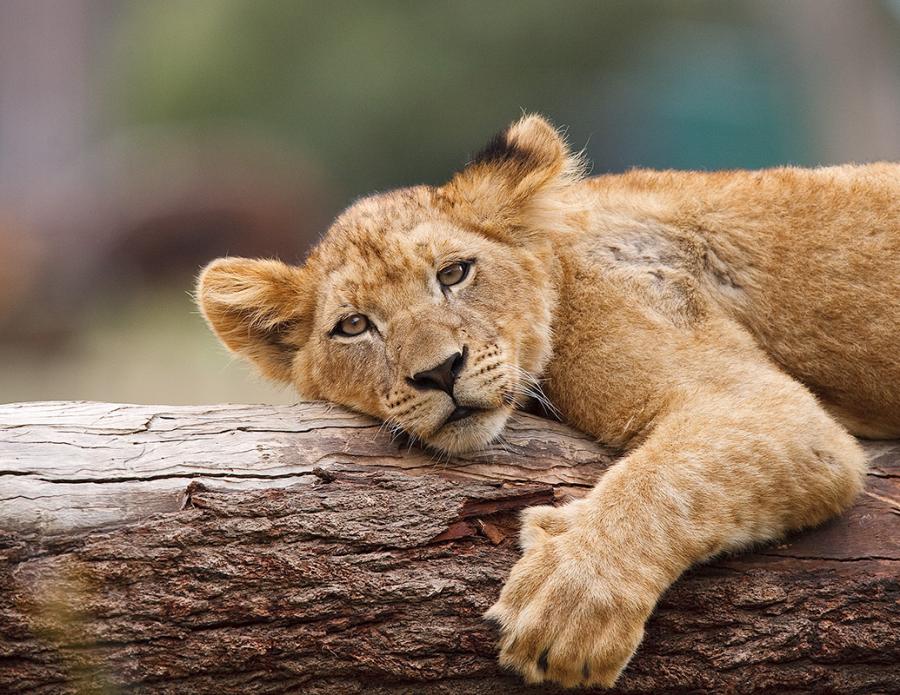 Nice wild lions pictures Animals wallpapers