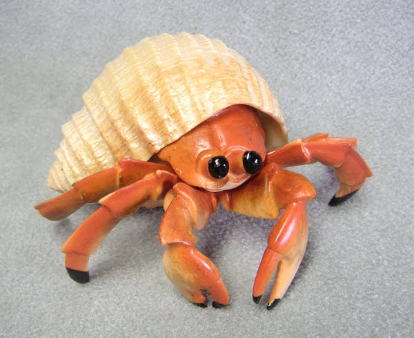 Anuradhareportinglive My Hermit Crab