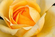 န Kolkata, 7 February :