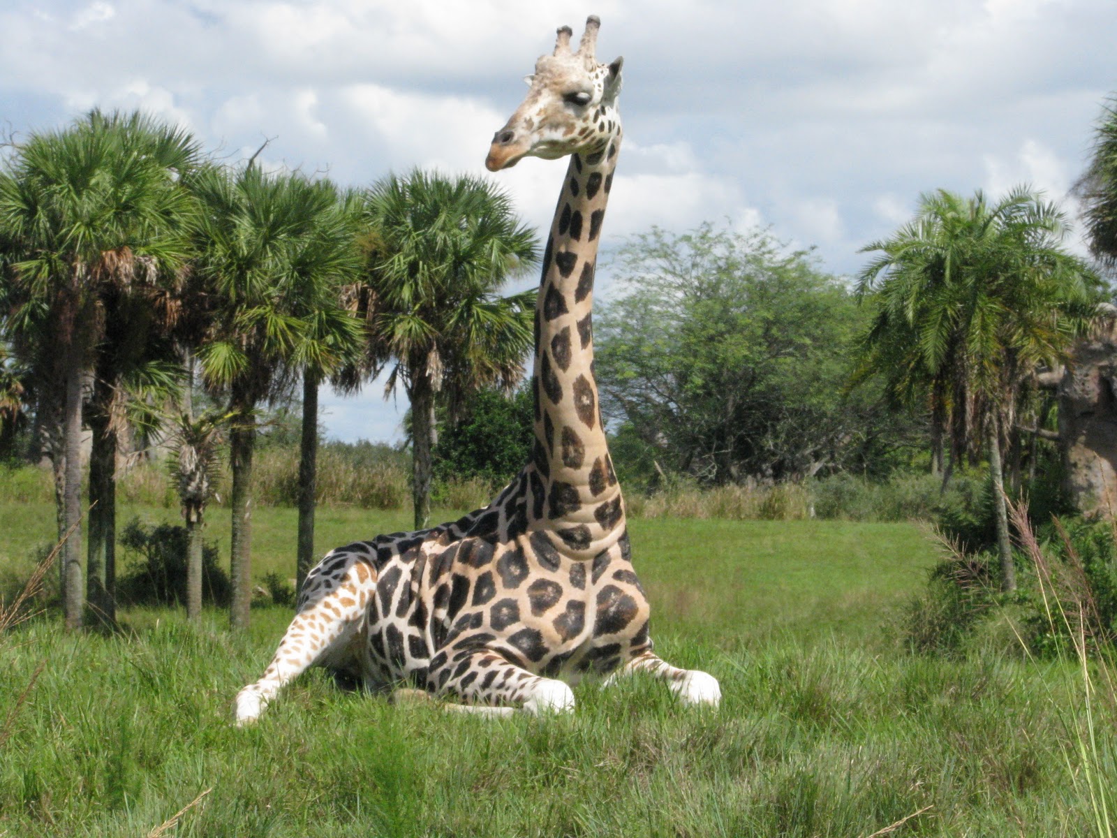 Kilimanjaro Safaris At Disney's Animal Kingdom | Disney World Blog