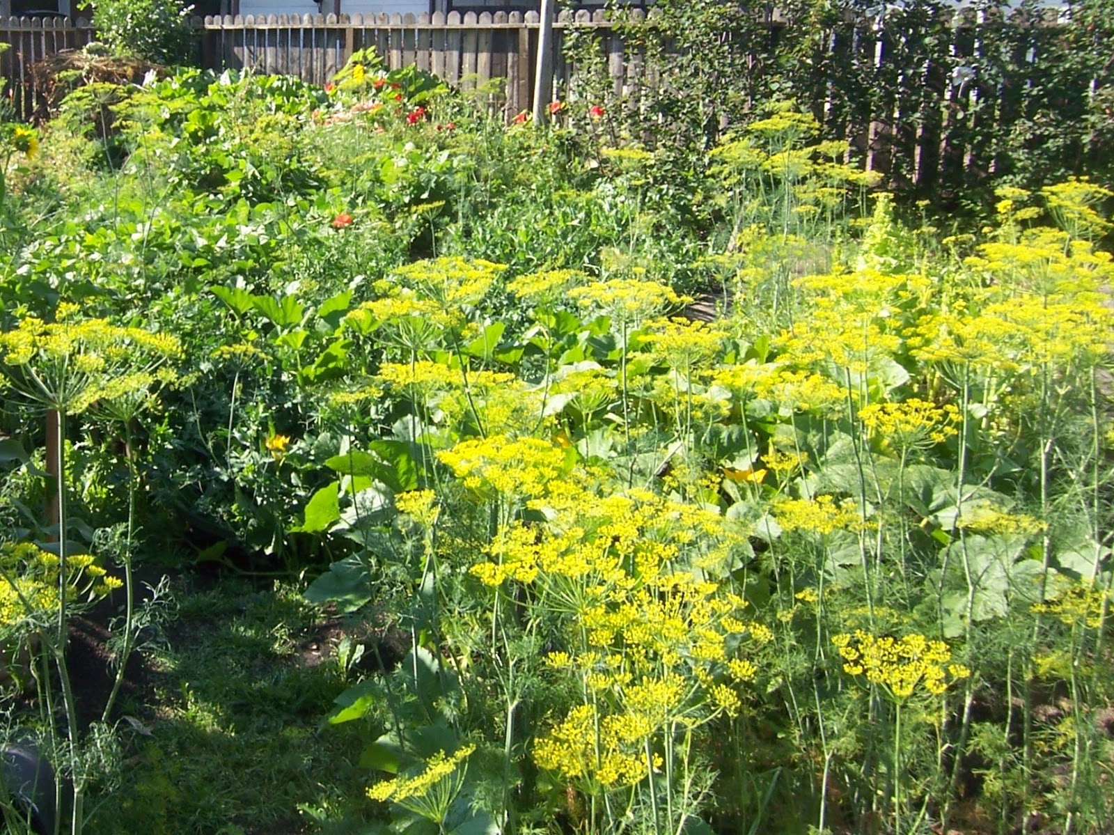 Backyard Garden Dill. Grow it from Seed.