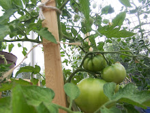 Never Thirsty in the Greenhouse