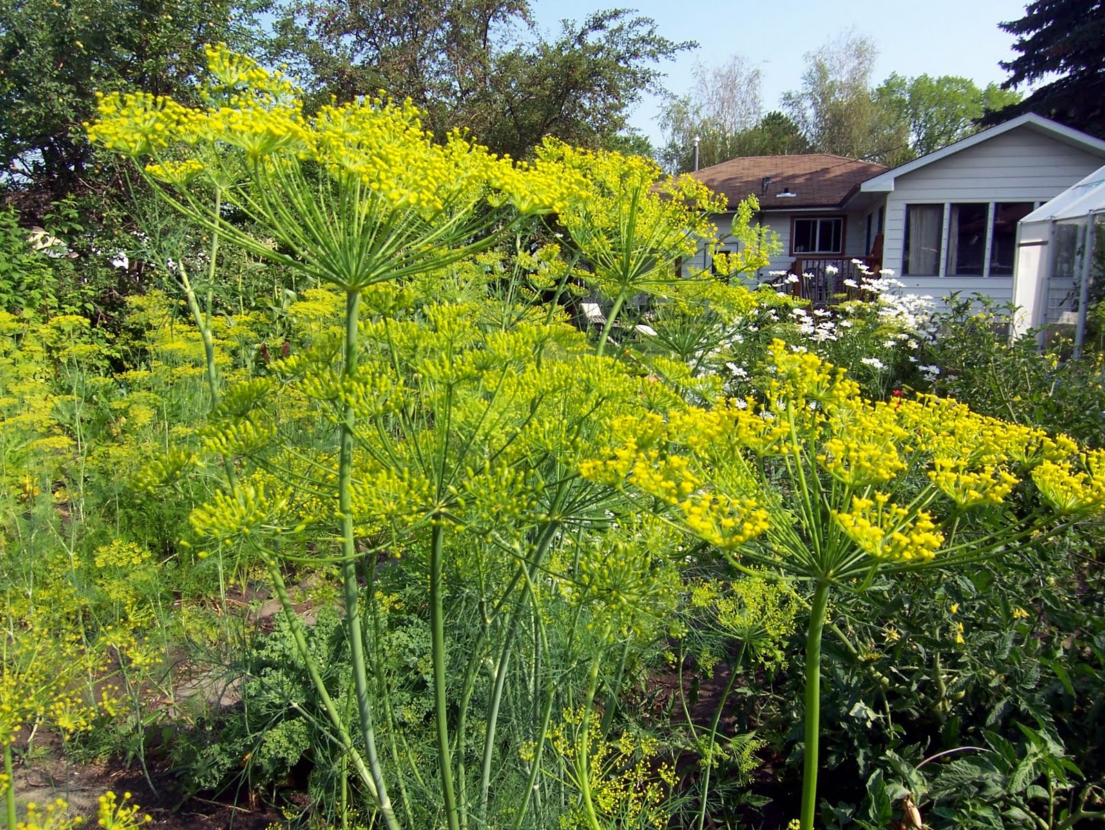 Backyard Garden Dill. Grow it from Seed.