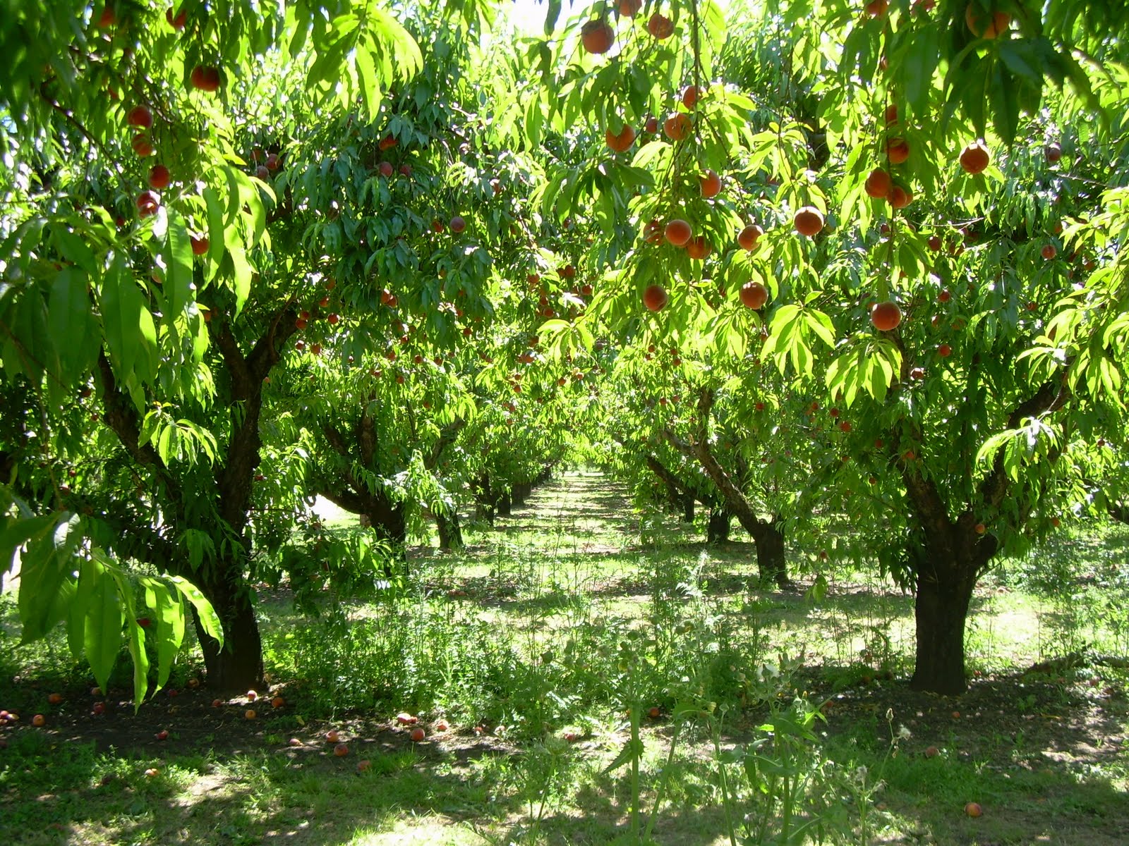 life.... Peach Picking at Detering Orchard