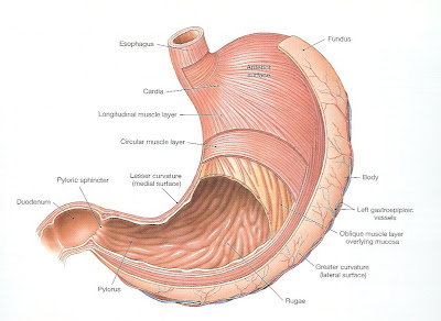 Treat With The Whole Hearted Dyspepsia 1