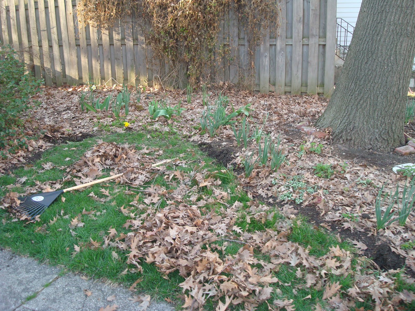 Katie's Kitchen Garden: Edging the Beds
