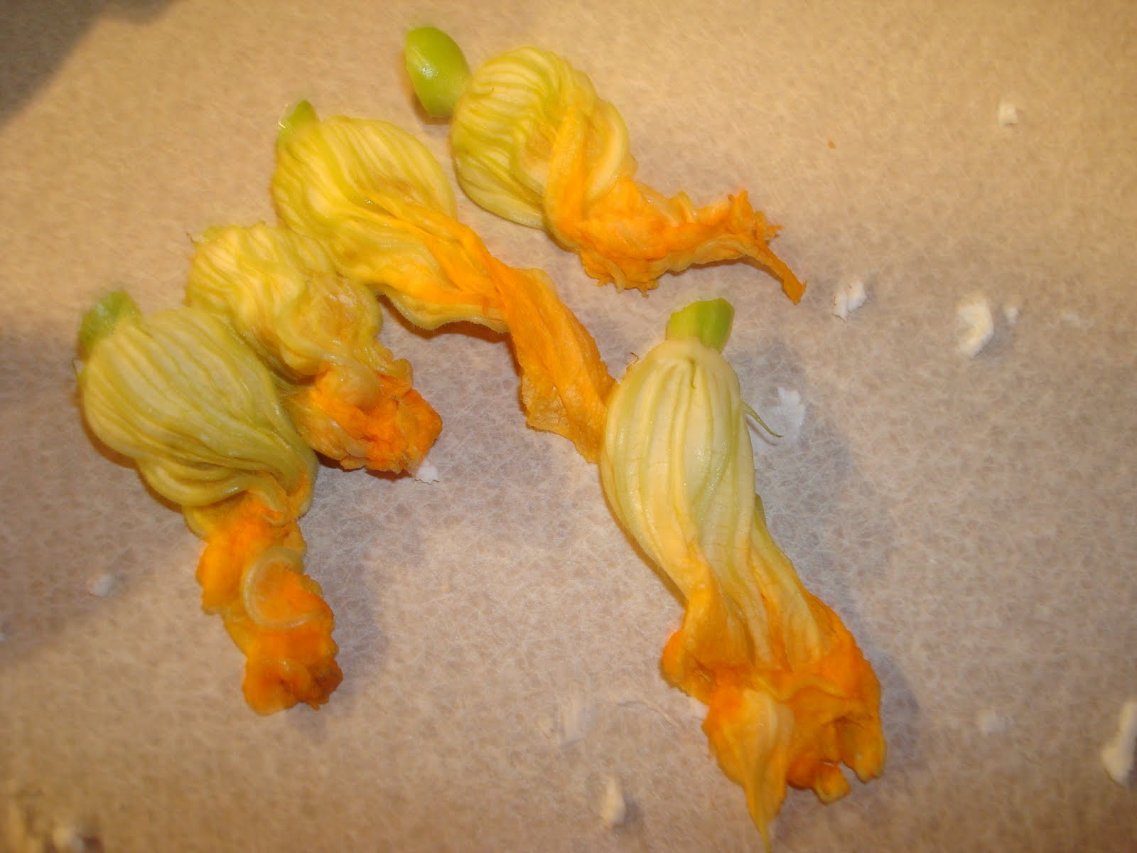 Katie's Kitchen Garden Mmmm, zucchini blossoms...