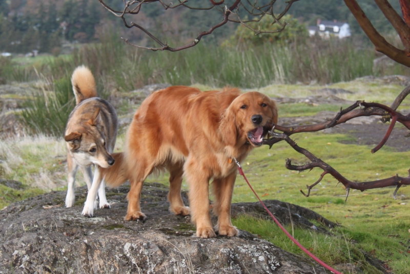 The Dog Who Sometimes Fetches Dog eat tree