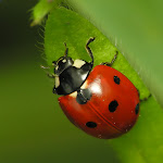 There's a legend about ladybugs from the middle ages...