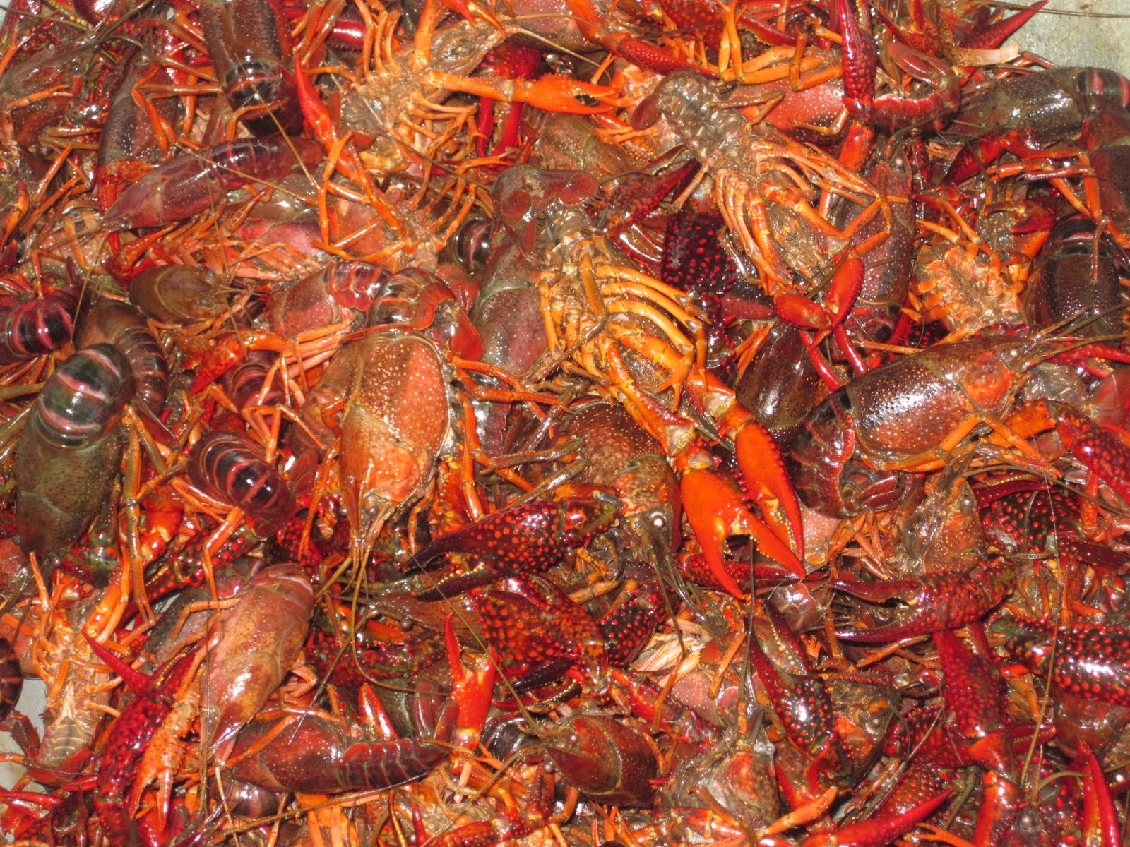 Heads And Tails Crawfish at Ana Oshea blog