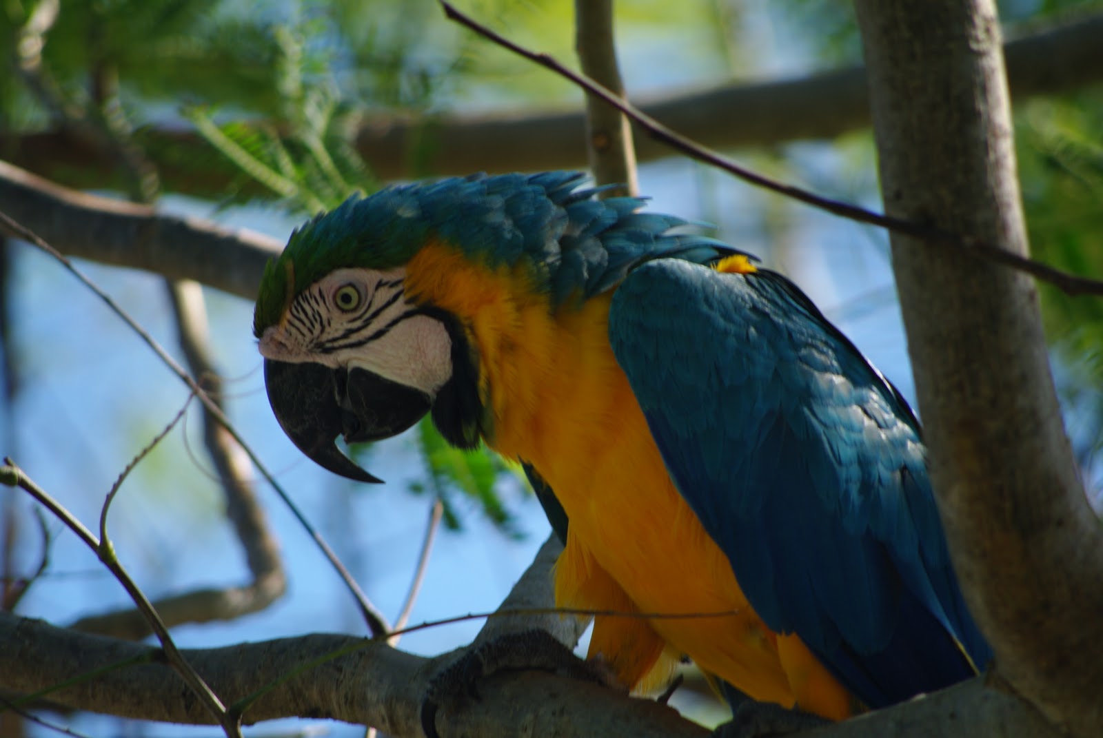 My Roadside Photos: Punta Cana Wildlife