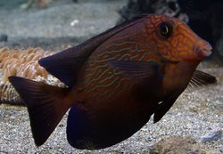 Chevron Tang