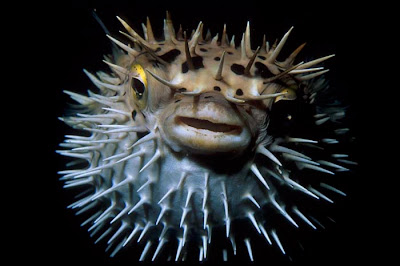 Fish Index: Porcupine Fish