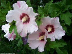 White Rose Of Sharon With Stunning Red Middles!