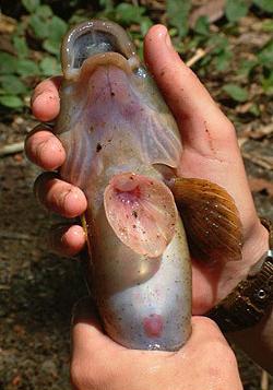 Sirajo Goby - The Fish With The Built In Suction Cup