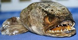 Snakehead Fish - Wanted Dead Or Alive