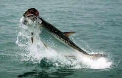 Atlantic Tarpon