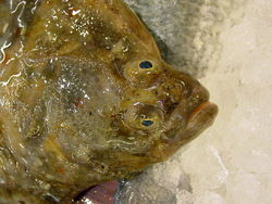 European Flounder... Not Much For Looks, But Really, Really Good!