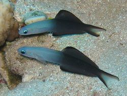 Scissortail Dartfish