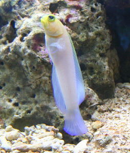 Yellow Headed Jawfish