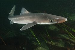 Spiny Dogfish