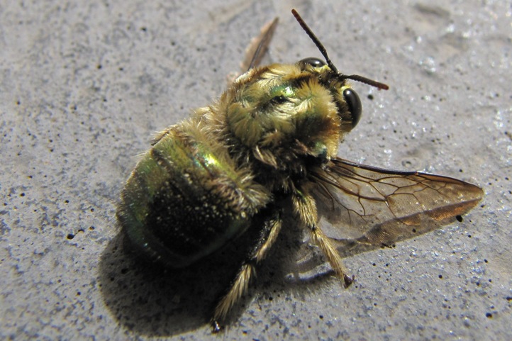 [Green+bee+smaller+1.JPG]