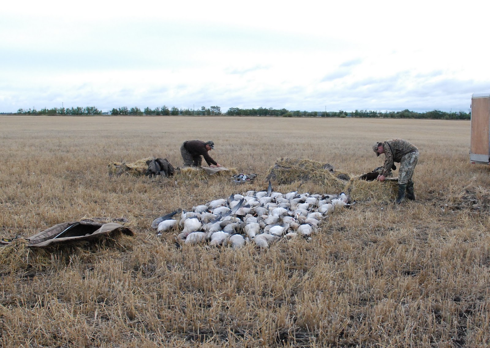 Waterfowl Hunting With Prairies Edge Outfitting In Saskatchewan Canada