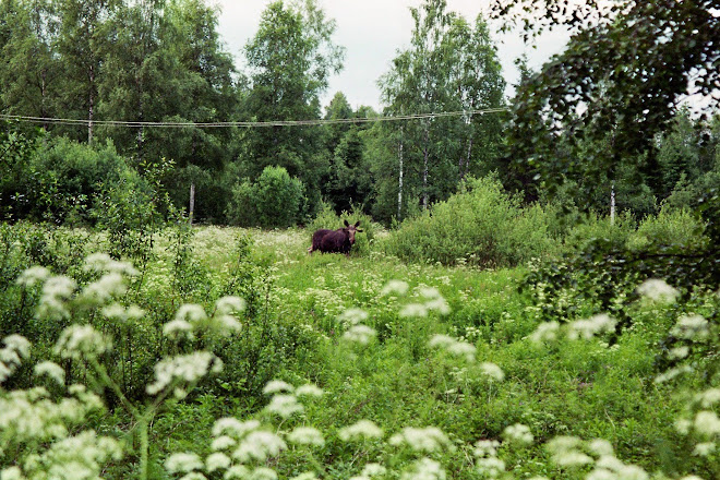 Eland tussen het fluitekruid