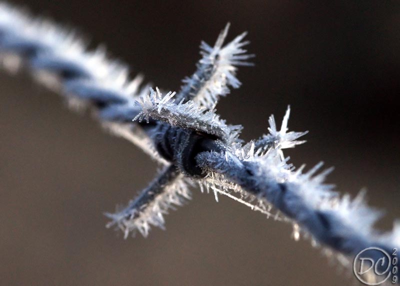 [DSC01907-frosted+barbed+wire+crop+res.jpg]