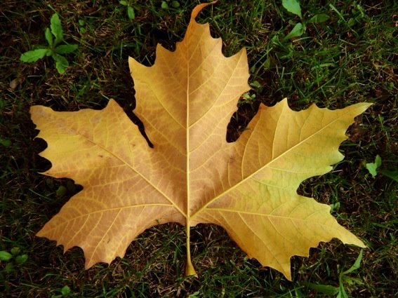 [FOLHA_DE_CASTANHEIRO_para_blogue.jpg]