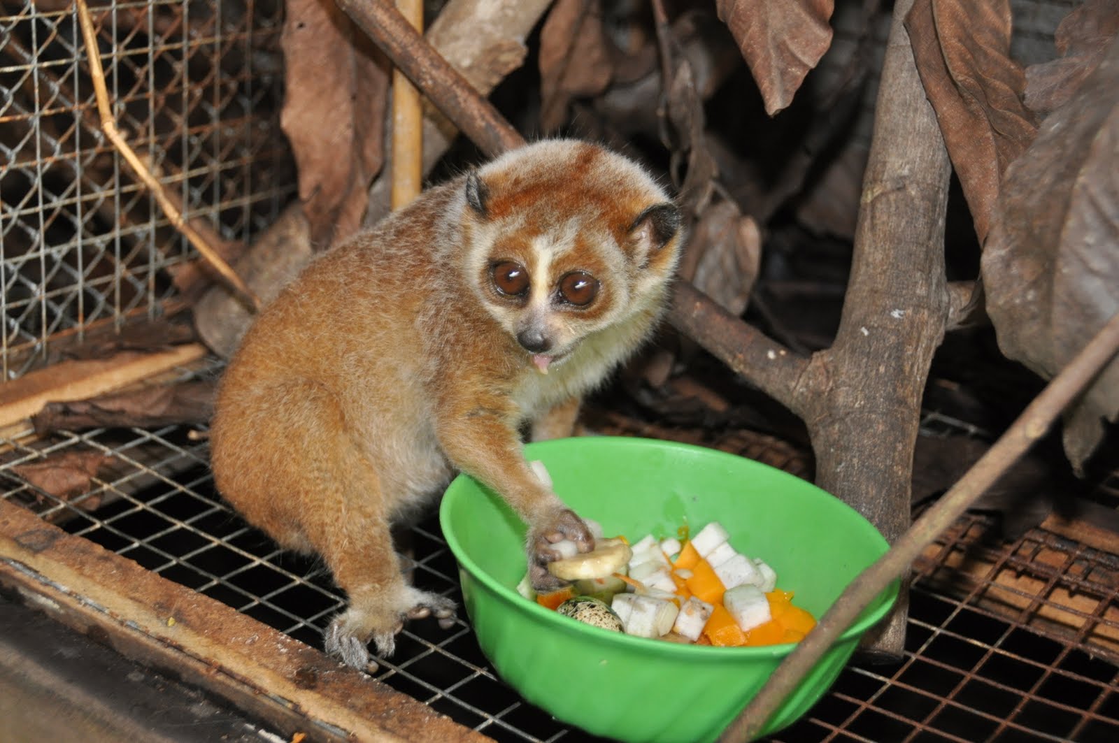 Капский варан домашний. Фанек. Самые экзотические домашние животные. Каких экзотических животных можно заводить. Каких экзотических животных можно заводить.