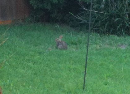 [yard+rabbit.jpg]