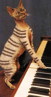 the piano cat