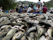 Harvesting River Fish in Sabah...