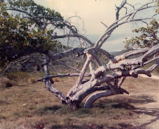 Arbusto venido a menos