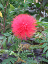 Calliandra haematocephala