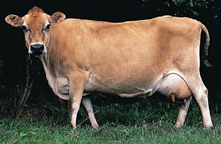 VACA JERSEY  VACA JERSEY