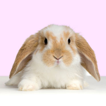 cute-rabbit-wallpaper.jpg