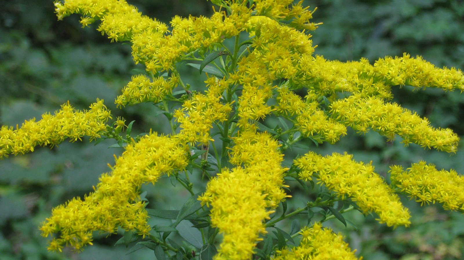 North/South Eastern Wisconsin Fall Flowers