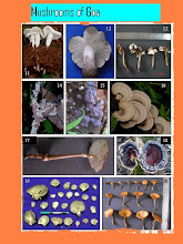Mushrooms of western ghats of Goa