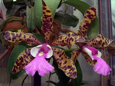 Orchid+-+Cattleya_aclandiae_Orchi_01.jpg