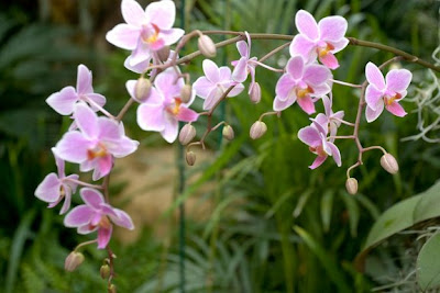 Orchids+006.jpg