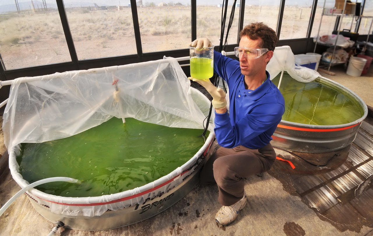 Interesting energy facts How promising is algae biofuel?