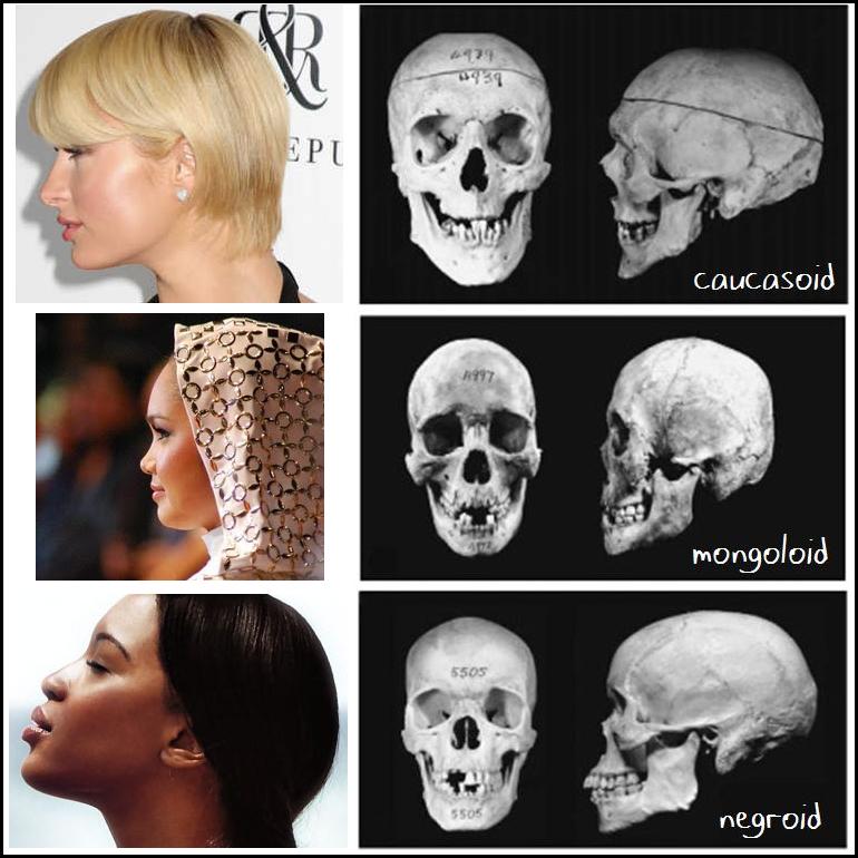 The Skulls of the three Major Races. 