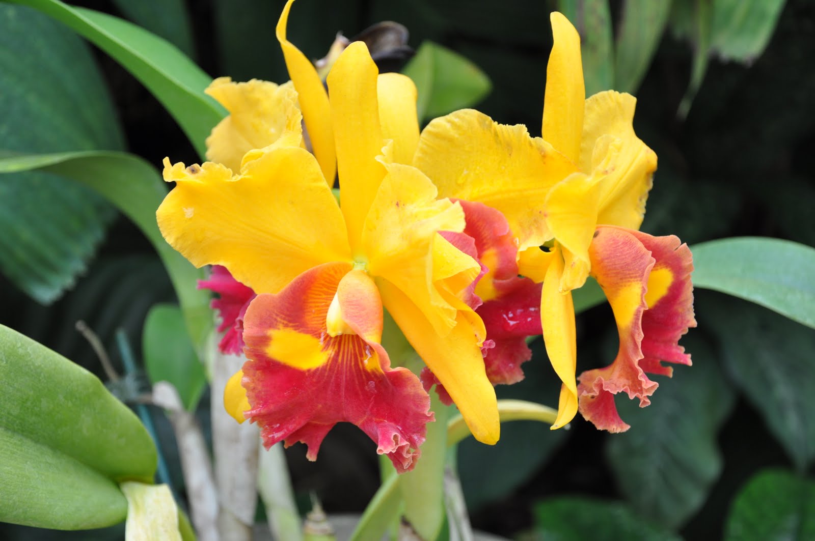 Marc Kennel Amateur Photographer: American Orchid Society