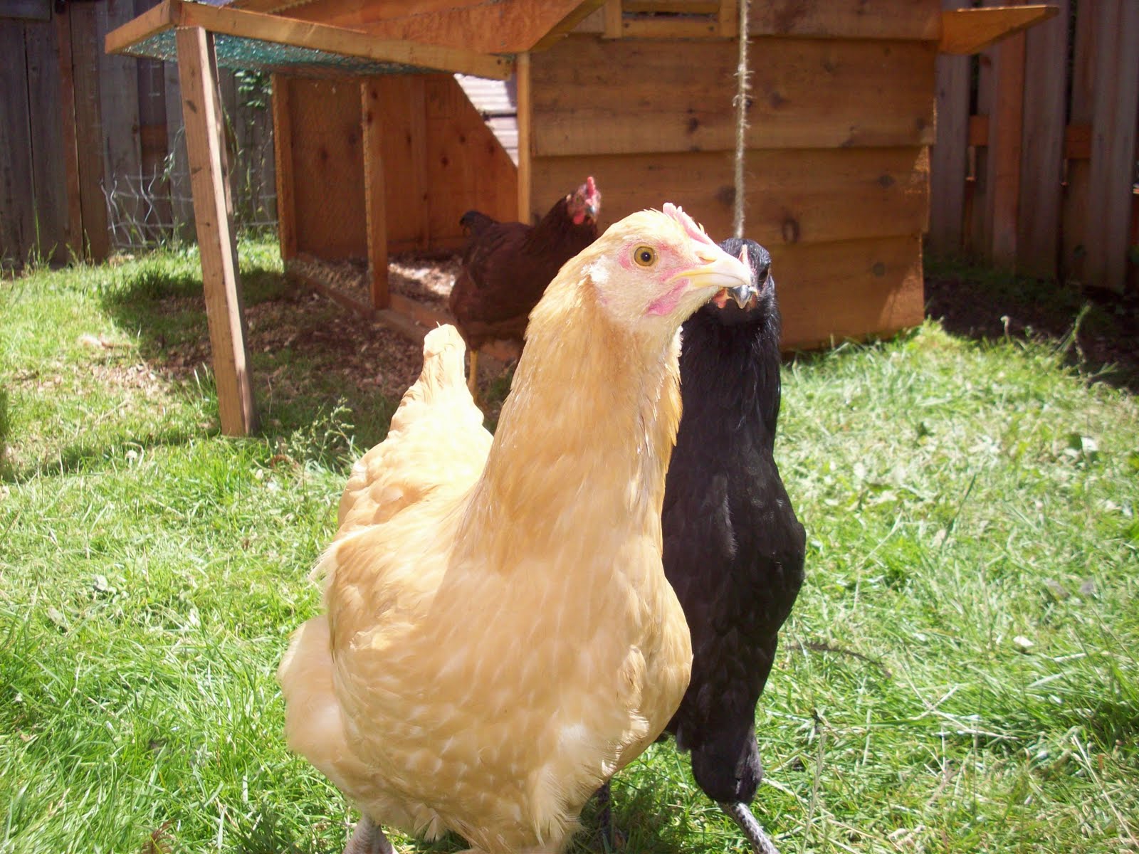 Briggs St. Garden 3 Month old chickens.